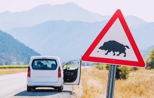 Què hem de fer si xoquem contra un animal a la carretera: qui paga la reparació?