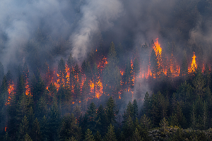 Menys del 5% de la massa forestal de Catalunya està assegurada